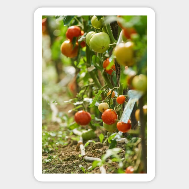 Homegrown tomatoes in the greenhouse Sticker by naturalis